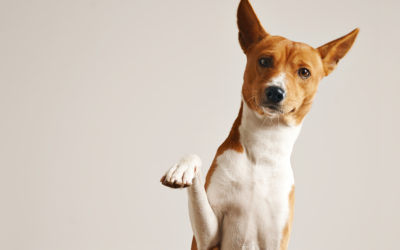 Simple Solutions for Common Dog Behavior & Training Problems at Udemy