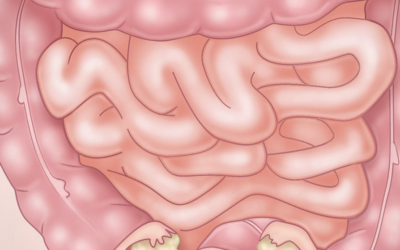 Anatomy: Gastrointestinal, Reproductive, and Endocrine Systems by University of Michigan at FutureLearn